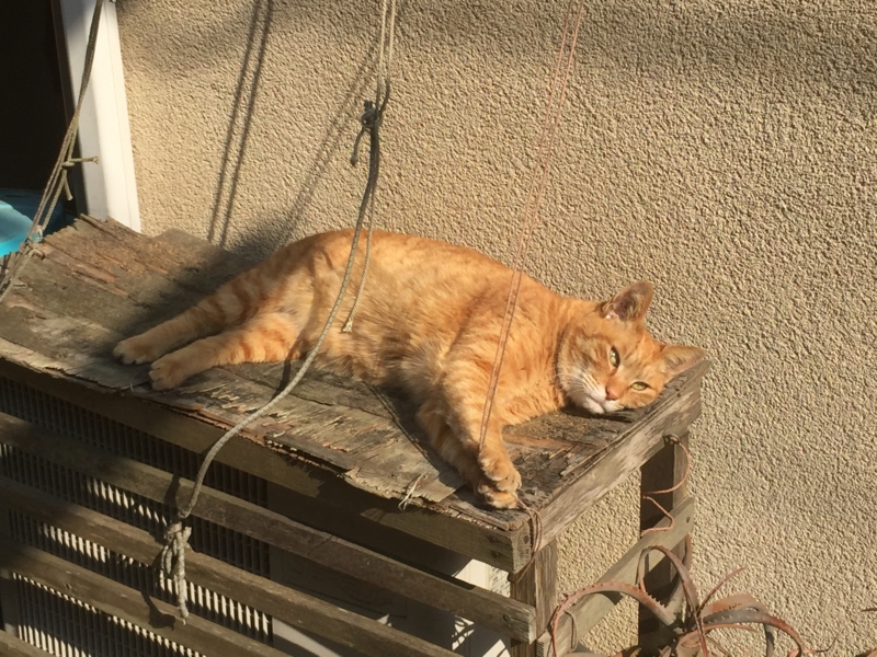 [猫][野良猫]