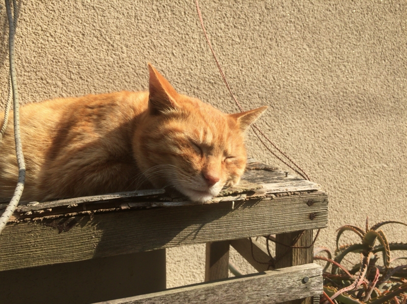 [猫][野良猫]