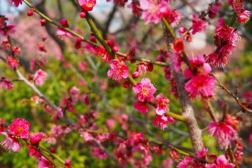 今日の散歩は梅・桜コース - 季節の風音
