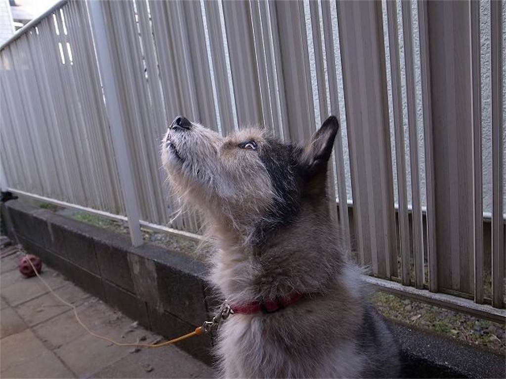 f:id:kutsu_shita:20190311232408j:image f:id:kutsu_shita:20190311232408j:image