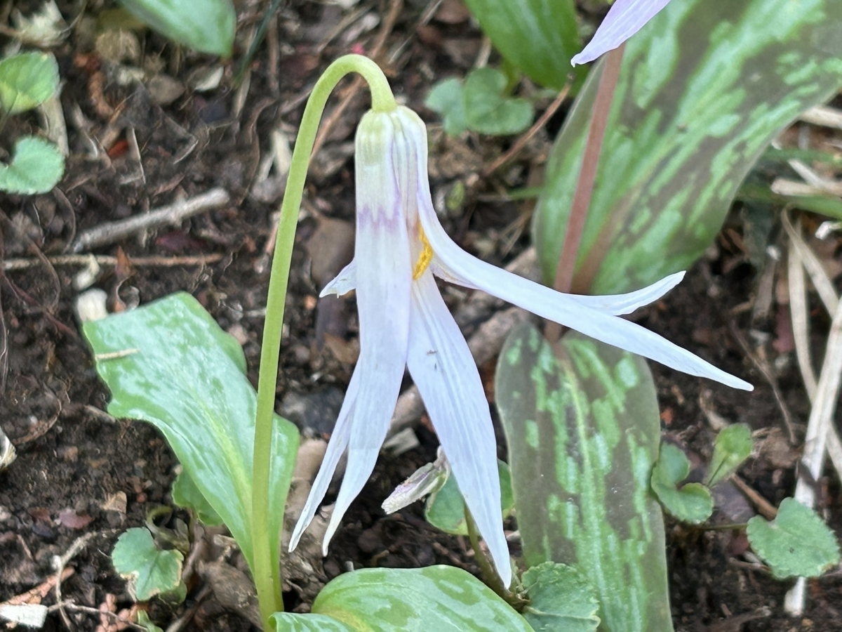 幻の白いカタクリを探しに「さやま花多来里の郷」へ - kutuwada’s diary