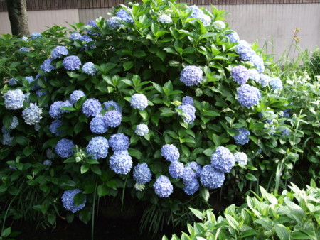 f:id:kutuzawa:20100601071435j:image:left