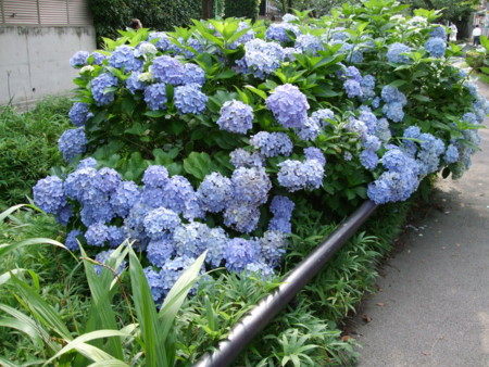 f:id:kutuzawa:20100703112322j:image:left