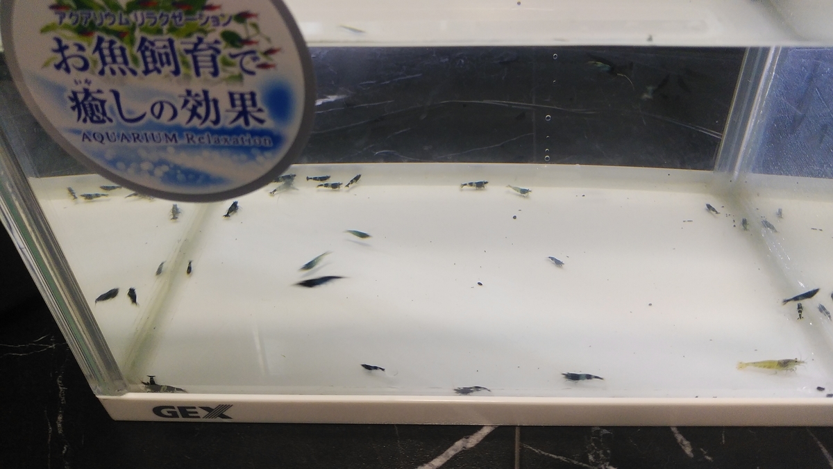 f:id:kuukinamazu90:20200822071717j:plain f:id:kuukinamazu90:20200822071717j:plain