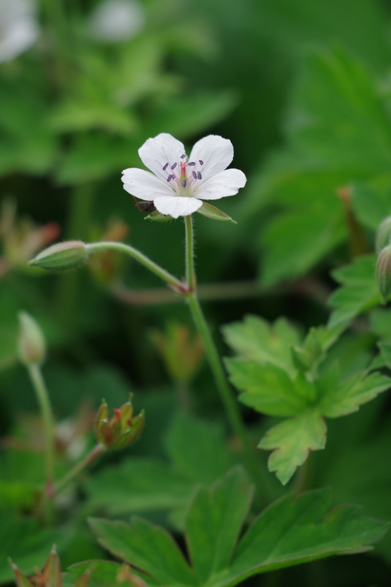草の花げんのしようこもまじりゐて 細見綾子 風茶房 つのるなか
