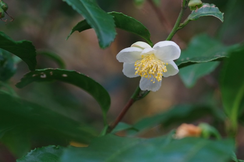 茶の花