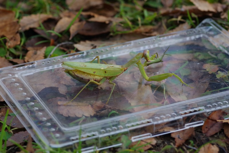 カマキリ