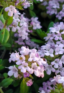 f:id:kuumaron517:20250429201945j:image