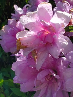 f:id:kuumaron517:20250502201233j:image