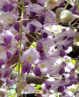 f:id:kuumaron517:20250502201325j:image