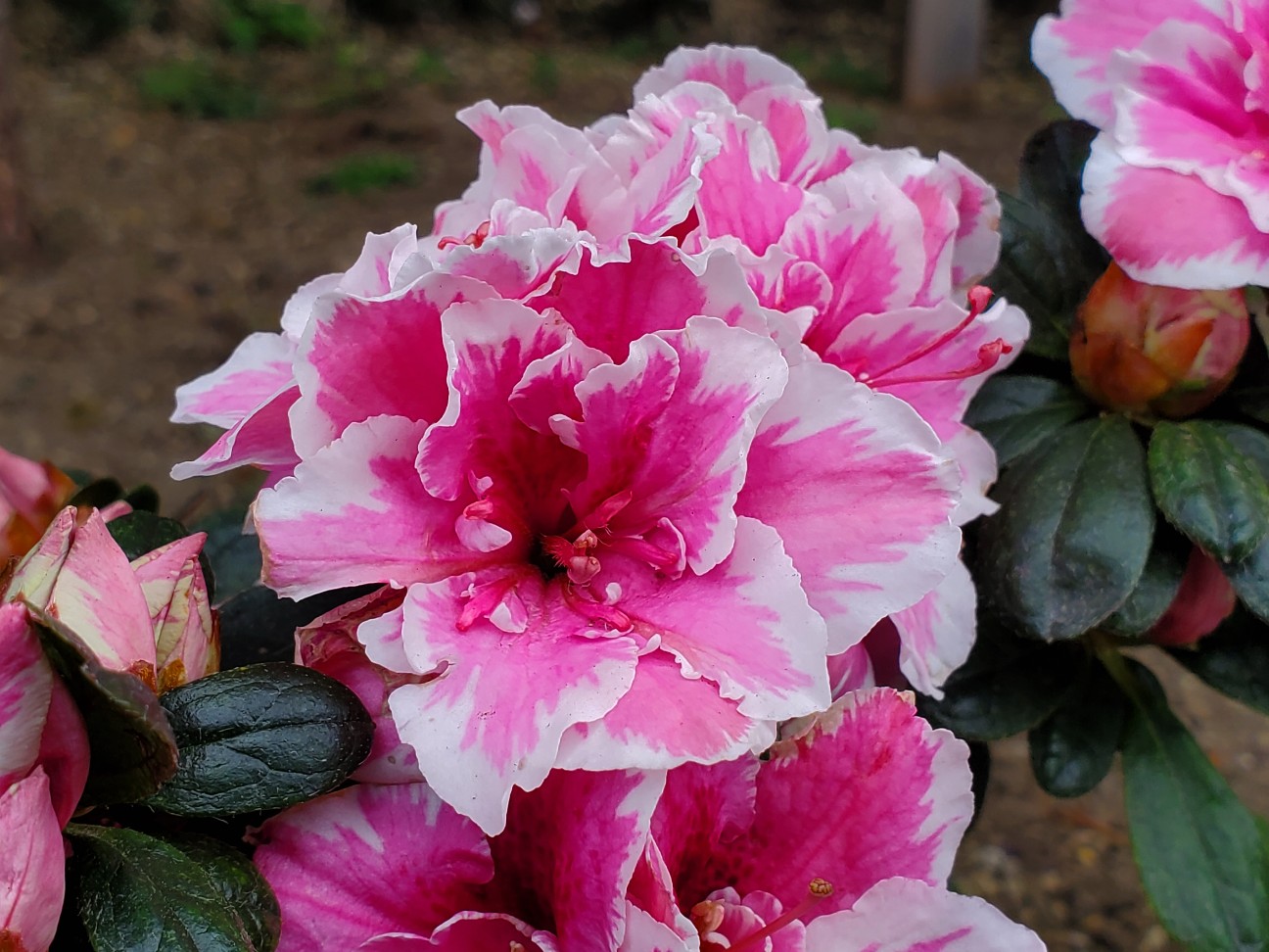 f:id:kuumaron517:20260409161815j:image f:id:kuumaron517:20260409161815j:image