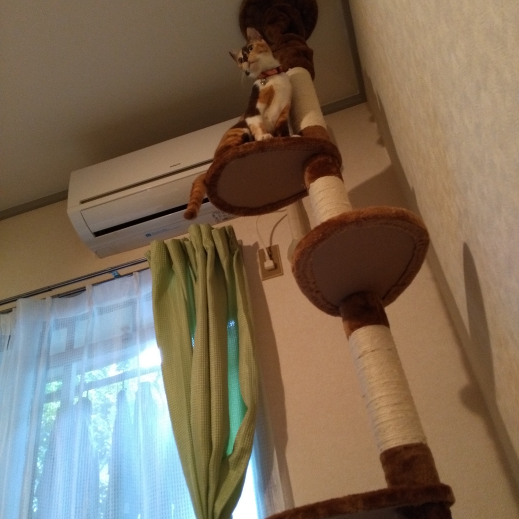 f:id:kuunoshimobe:20160710201236j:plain f:id:kuunoshimobe:20160710201236j:plain