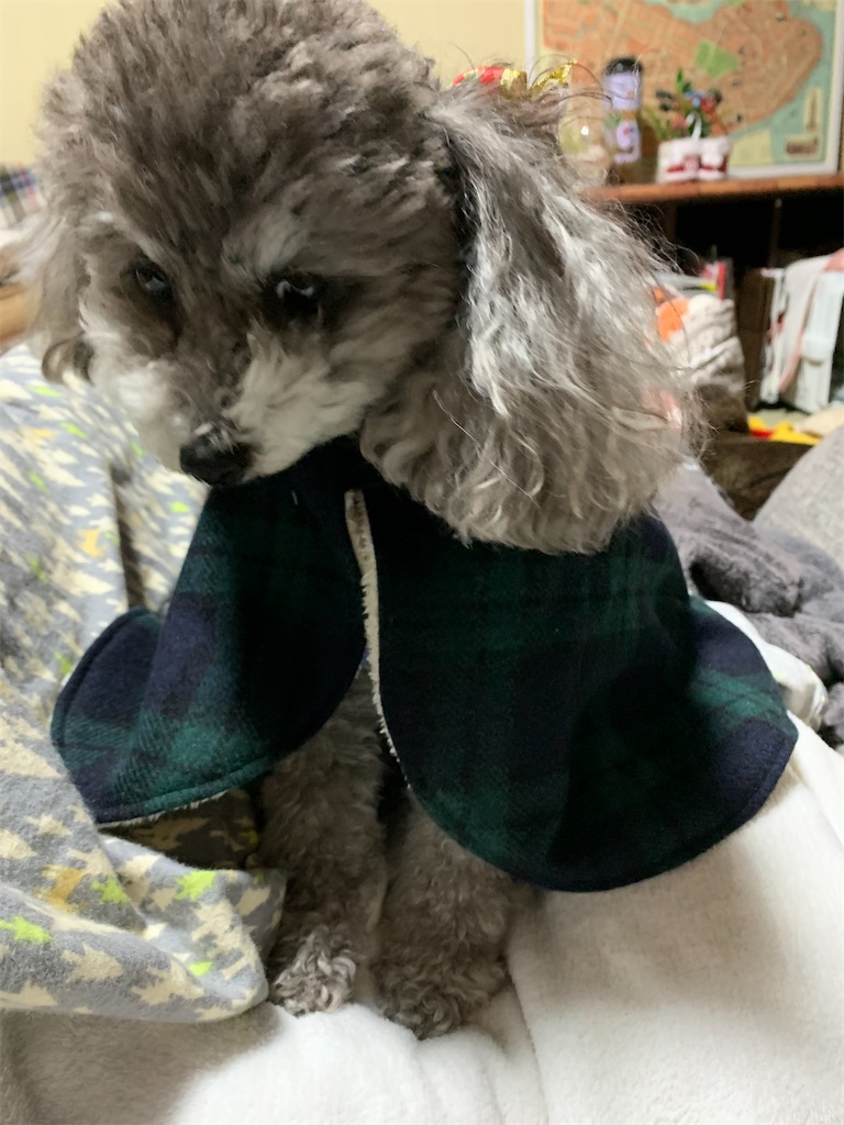 f:id:kuutonon:20191212225234j:image f:id:kuutonon:20191212225234j:image