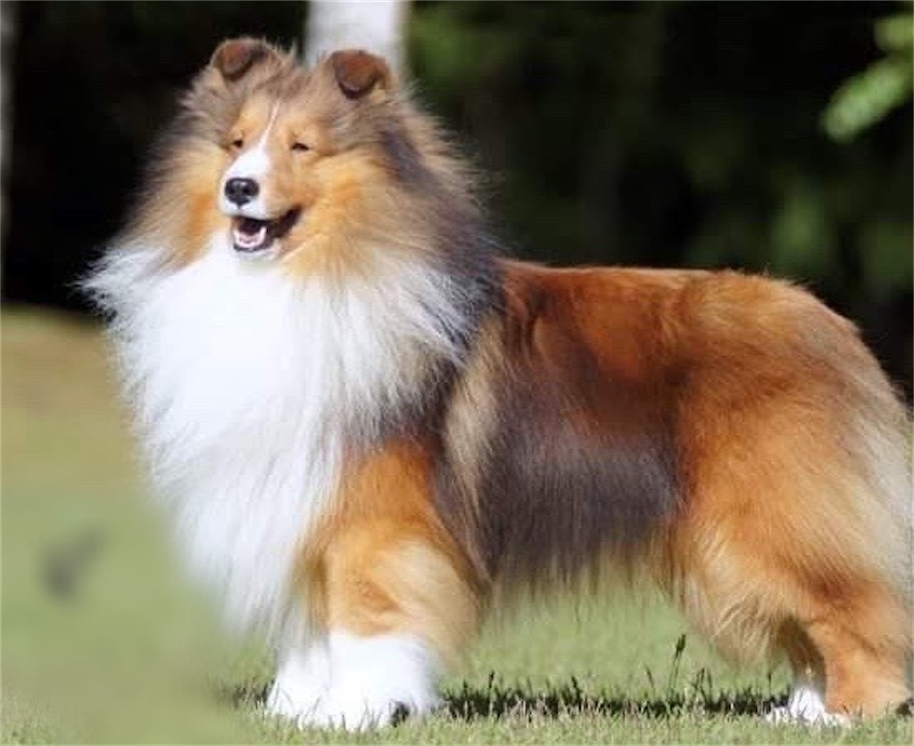 シェルティ まろん の犬生記 その トイプーとまったり手作り生活