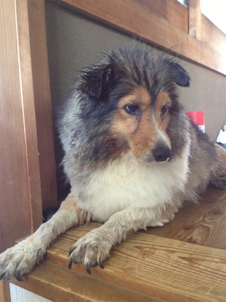 シェルティ まろん の犬生記 その トイプーとまったり手作り生活