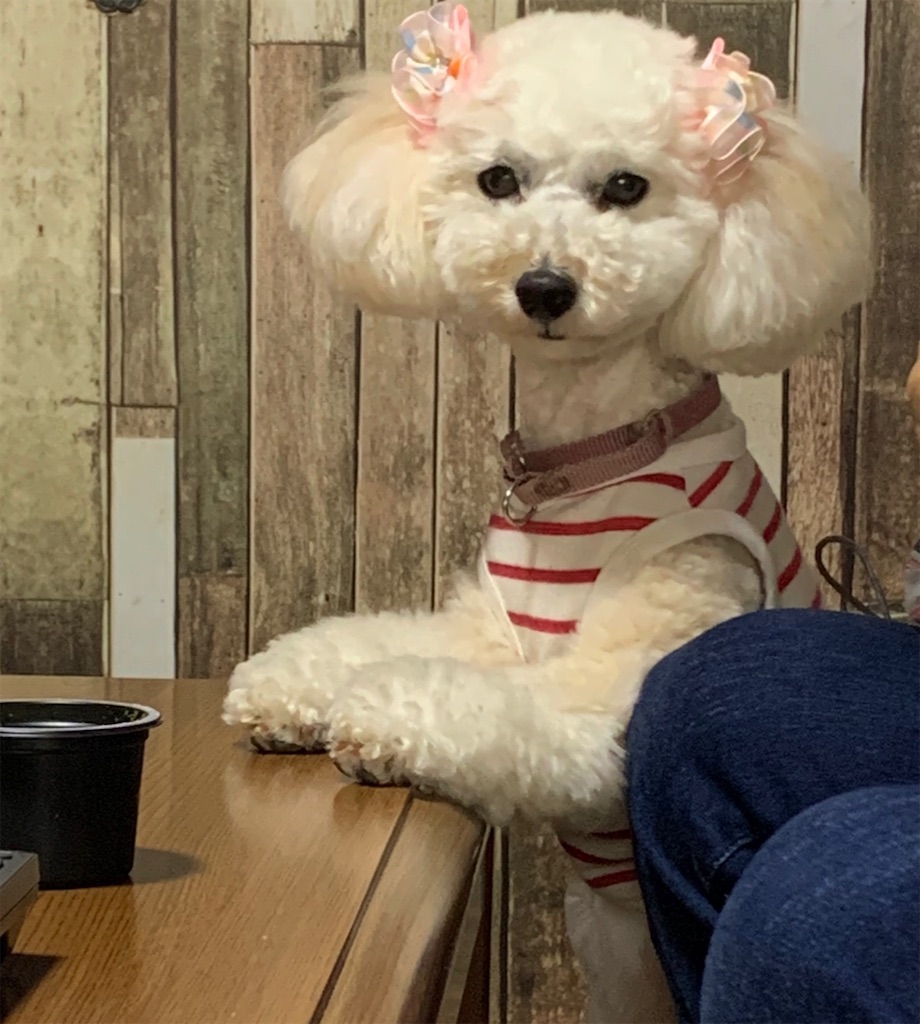 f:id:kuutonon:20200620185223j:image f:id:kuutonon:20200620185223j:image
