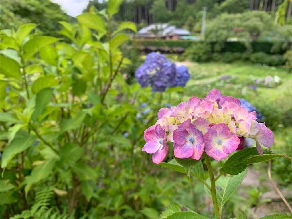f:id:kuutonon:20200621185534j:image f:id:kuutonon:20200621185534j:image