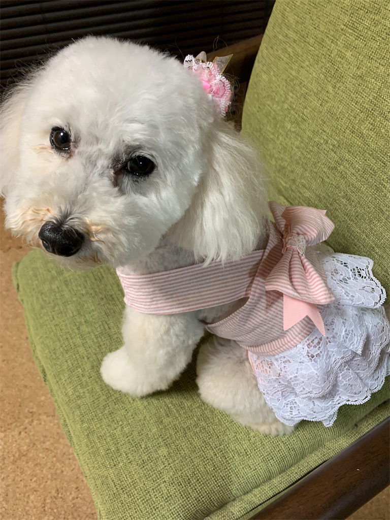 犬服 夏のアニバーサリーワンピの作り方 トイプーとまったり手作り生活