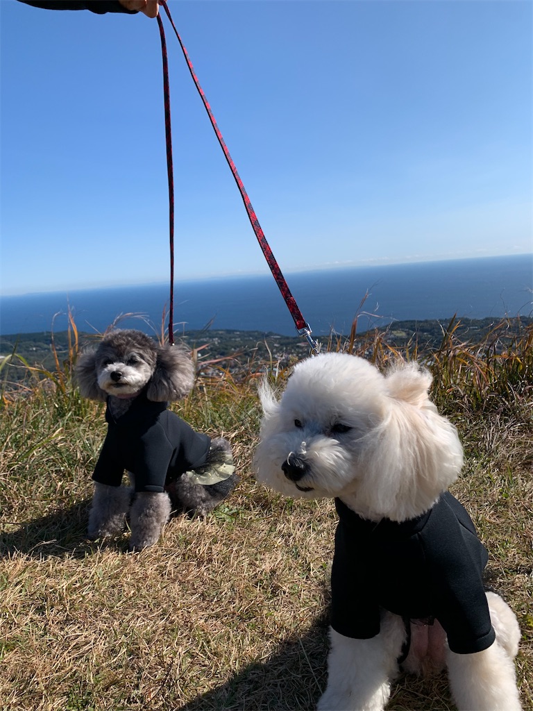 f:id:kuutonon:20201108185420j:image f:id:kuutonon:20201108185420j:image