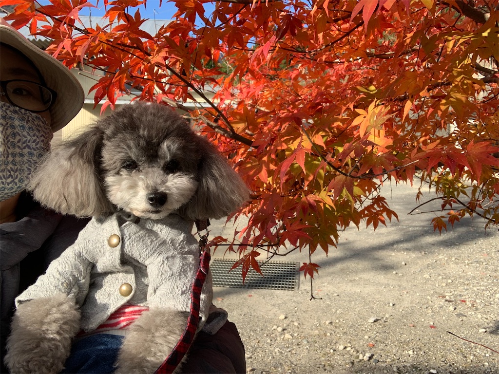 f:id:kuutonon:20201206182734j:image f:id:kuutonon:20201206182734j:image