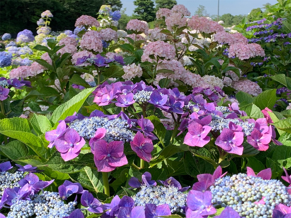 f:id:kuutonon:20210606192057j:image f:id:kuutonon:20210606192057j:image