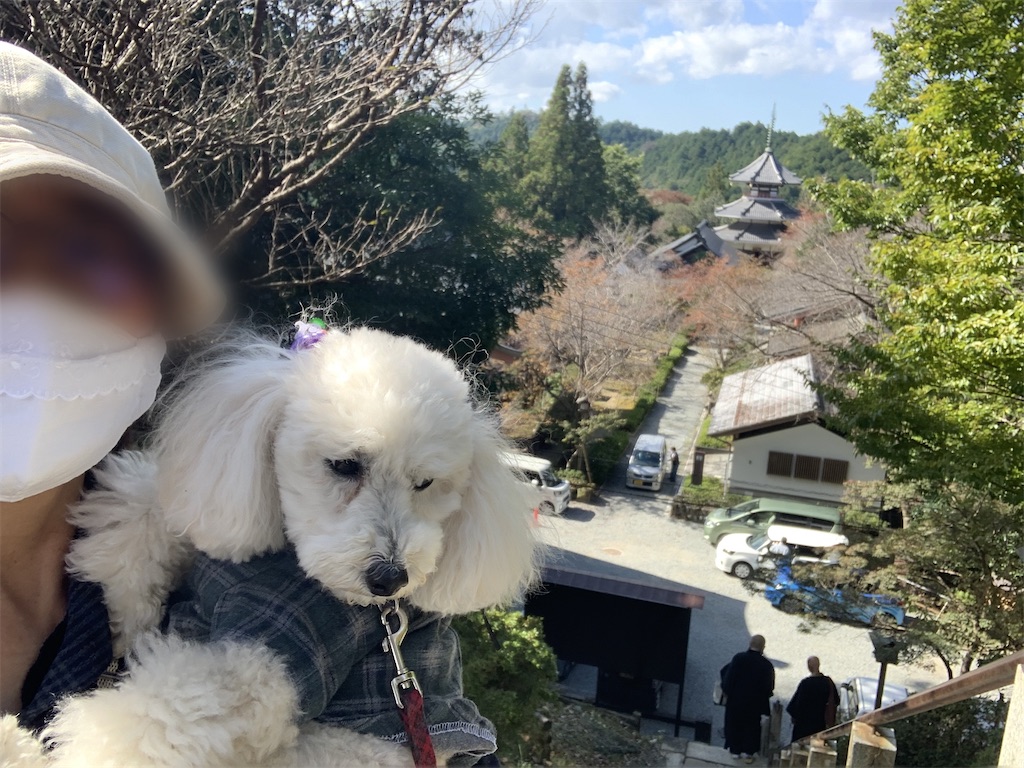 f:id:kuutonon:20211104215043j:image