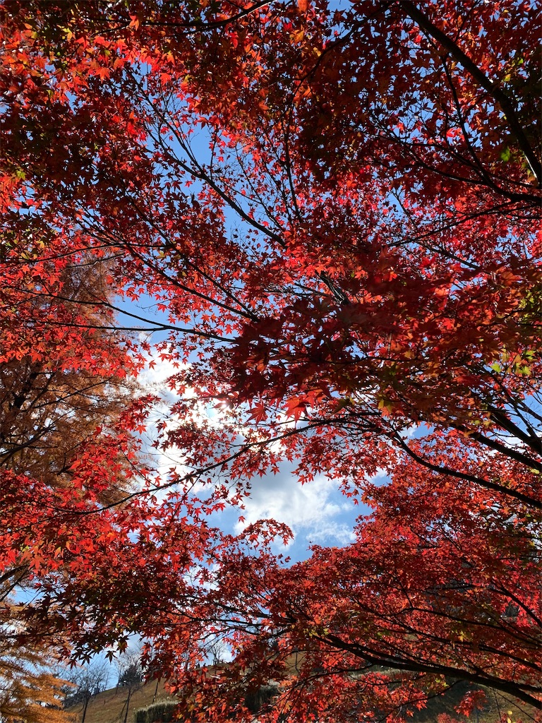 f:id:kuutonon:20211108214826j:image