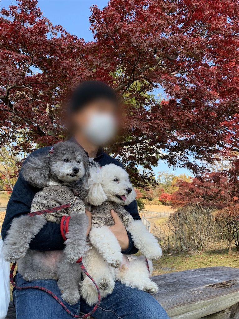f:id:kuutonon:20211108215032j:image