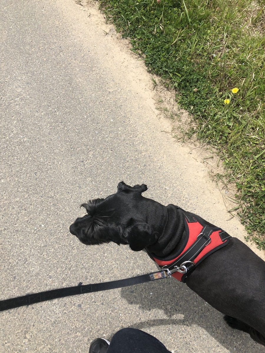 f:id:kuuuruuumiiiiiii:20190603110318j:plain