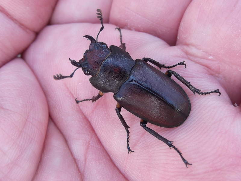 ザンビア産 異形カミキリ Phantasis sp. 31mm【標本】 メタリフェルホソアカ亜種サンギレンシス 70.5mm ペア》 | KPW公式