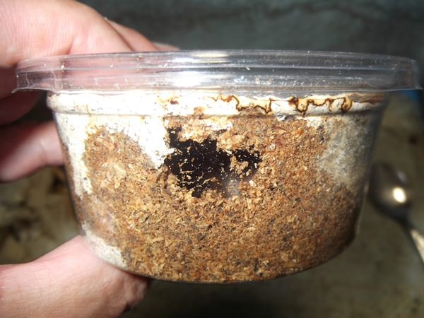 極上！カワラ菌糸瓶【6本】トレハロース、キトサン強化　タランドゥス　オウゴンオニ ワラタケ菌糸と言えば大夢Kウェイヴ タランドス・オウゴンオニ