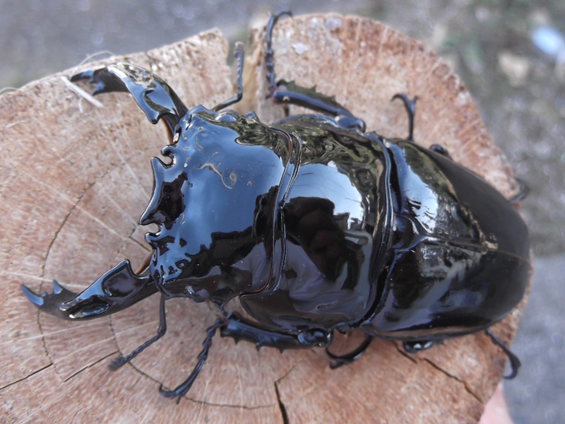 極上！カワラ菌糸瓶【8本】タランドゥス・オウゴンオニクワガタ・レギウスが巨大化！ 楽天市場】◇N-カワラブロック×9個 上級者向け 菌糸ビン（菌糸瓶