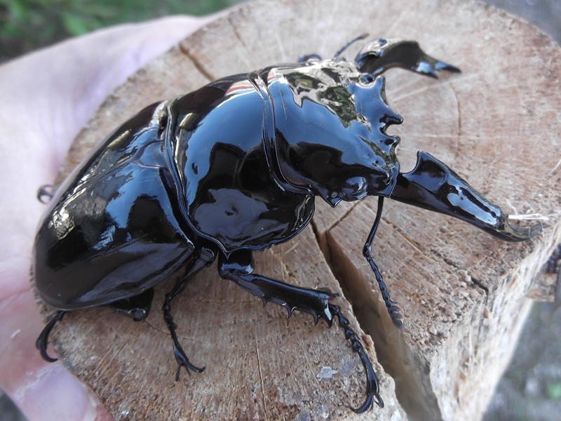 2023 レギウスオオツヤクワガタ♂の羽化個体紹介 - 極太オオクワ飼育記