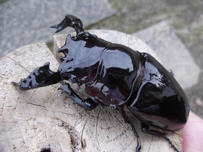 タランドゥスツヤクワガタ(029) タランドゥスツヤクワガタ(029) Amazon.co.jp: ムシキング 029