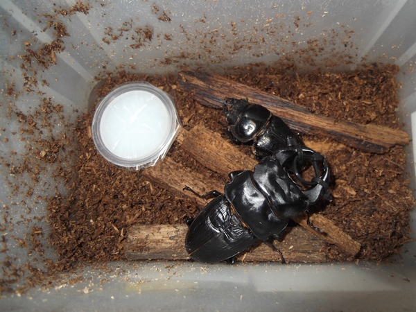 オオクワガタ ブリード個体 大型系 ペア