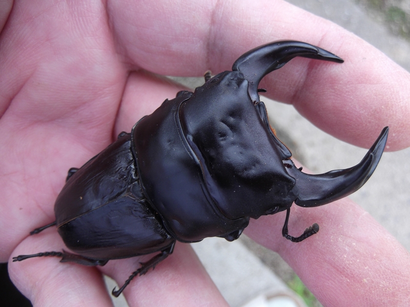 極太オオクワガタ8ペアーNo4 お祭りやイベント