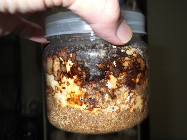 2024/11/02 ババオウゴンオニクワガタ2本目へ入れ替え - 極太オオクワ