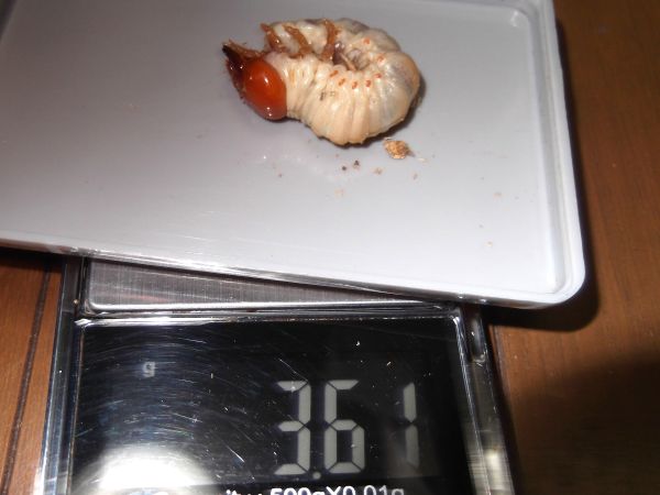 2024/11/02 ババオウゴンオニクワガタ2本目へ入れ替え - 極太オオクワ