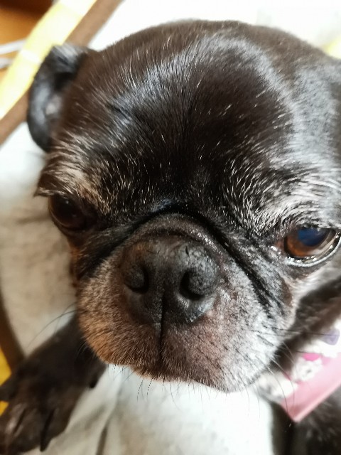 黒パグ るー との日記 Pug Diary