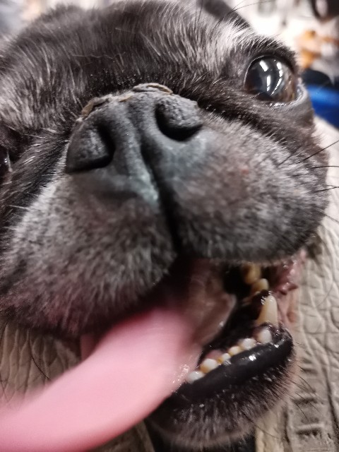 黒パグ るー との日記 Pug Diary