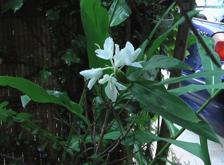 花茗荷 Kuwahojo2 庭の花 花茗荷 Kuwahojo2 庭の花