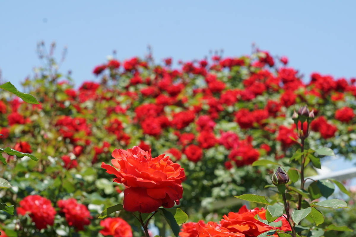 I went to Rose garden at Echigo Hillside park(越後丘陵公園のバラ園に行きました) - 制御工学 ...