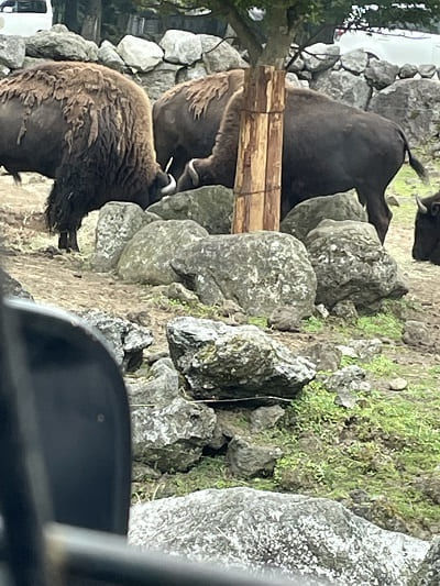 アメリカバイソン