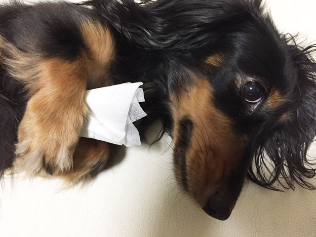f:id:kxxprecious:20161119152957j:plain