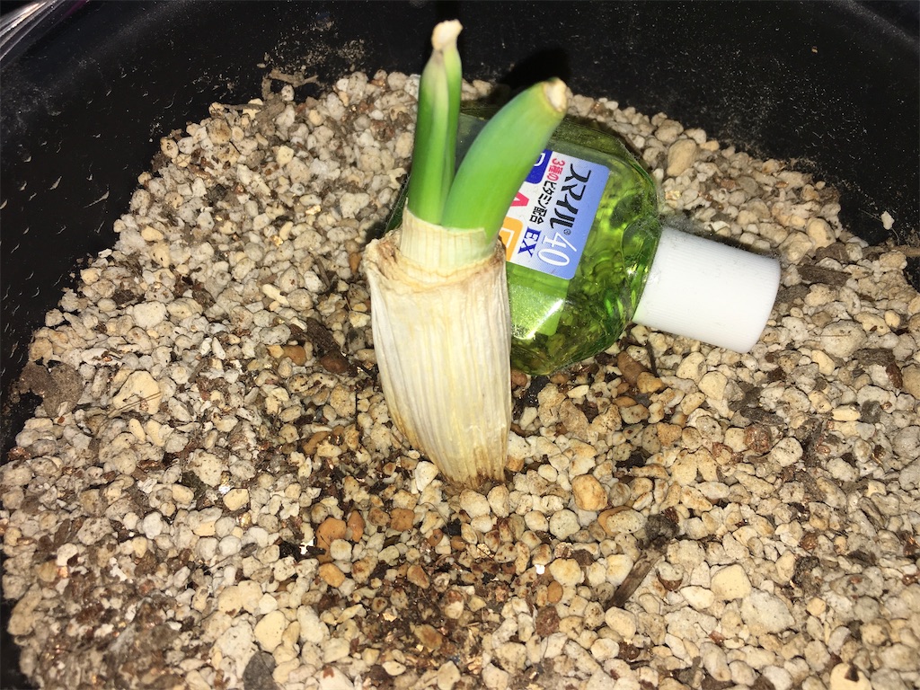 再生野菜は割りに合わないのでやらない方がいい 下級国民的植物育成 上級国民に憧れる下級国民の会