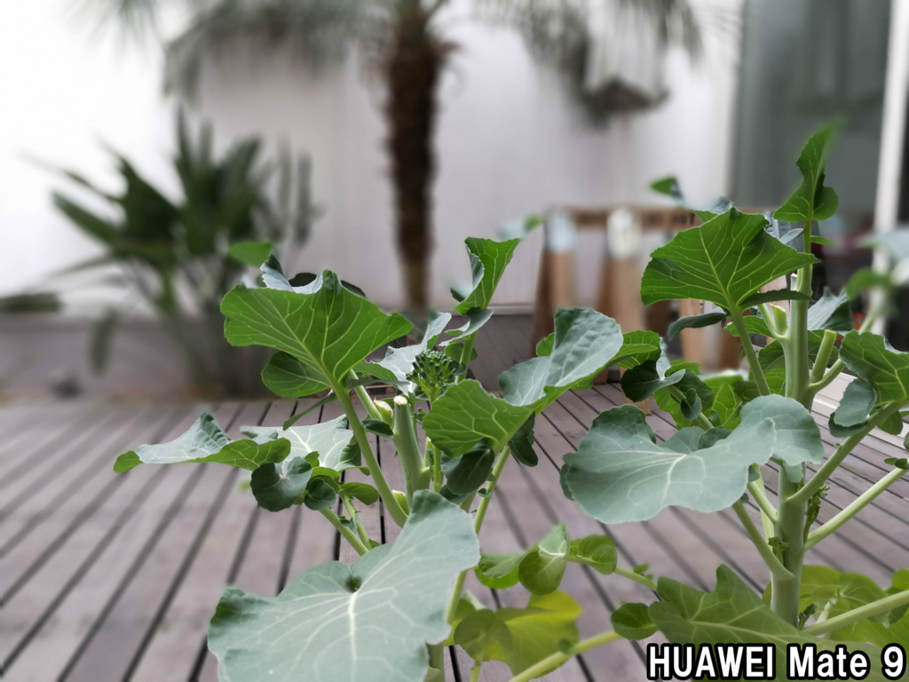 f:id:kyan-ta:20170314000755j:plain