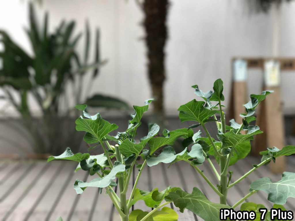 f:id:kyan-ta:20170314000810j:plain