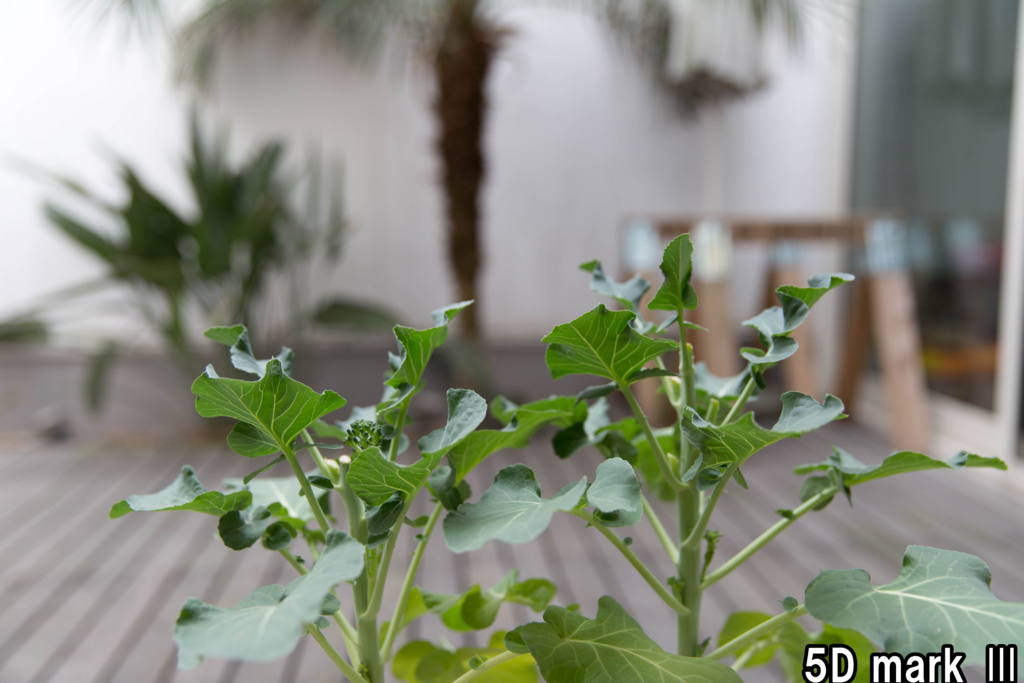 f:id:kyan-ta:20170314000815j:plain