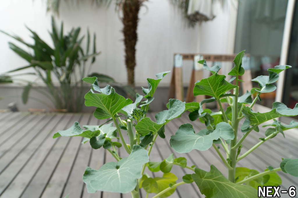 f:id:kyan-ta:20170314000841j:plain