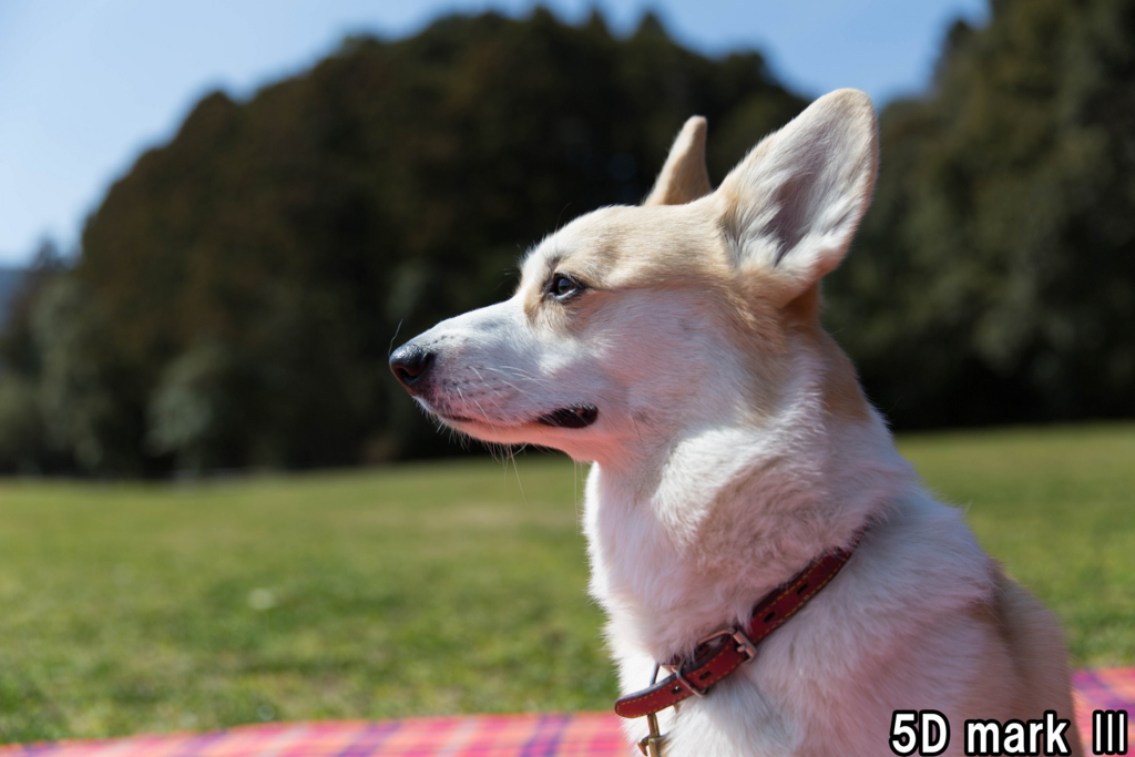 f:id:kyan-ta:20170314001600j:plain